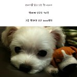 대박사건 !!! 사육이 금지된 <b>살인견</b>이 존재한다고?