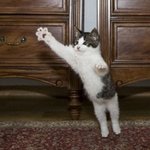 (★고양이판★) 송파 꽃<b>미묘</b> 세녀석과 사는 몸종녀(사진有)