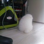 //아기사자 <b>심바</b>를 소개합니다!!!//(포메라니안♥)