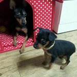 ★아기 강아지들이 죽어가고있습니다★