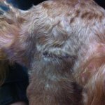 ★☆★☆털깎으러 갔다가 <b>실밥</b> 달고온 우리강아지 (사진有,빡침주의)★☆★☆