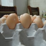 이번엔 닭알판이다!! 신기방기한 우리집 닭알ㅋㅋㅋㅋㅋ