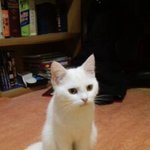 천사같이 하얀 울집 고냥이 자매소개 >_<