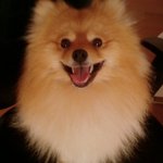 사진有) ★★★★★★★(개판)우리집 <b>포메</b> 누리를 소개해요(귀요미)...