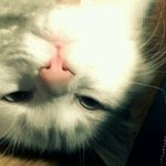 (사진추가)★★★(사진有느님)우리집 <b>망나니</b>를 소개합니다★★★