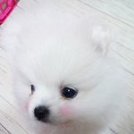 (3탄)★개★판★아기포메 이름은 크림이요 성은 생이니라(사진,동영상有)★★★