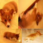 강아지 강아지 ~ 우리<b>집</b> 강아지 소개해요 ㅎ