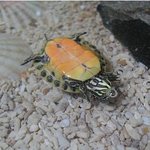 거북이<b>시체</b>를못묻어줫는데..