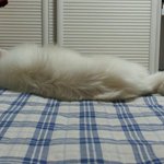 * 개판) )i`m real. 스피츠 또리와함께 2탄!