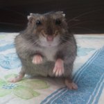 ▶ (잠쥐소) 잠<b>만보</b> 쥐돌이를 소개 합니다.