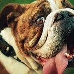 ※주의※ 살인개가 실제로 존재한다? 살인견 리스트 대공개 !!