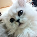 ★우리집 활력소★   ♥<b>요미</b>둥이♥