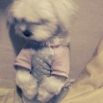 [개판] <b>발주</b>는 우리집 귀요미흰둥이!