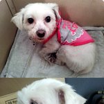강아지 주인을 찾습니다.(<b>흰색</b>말티)