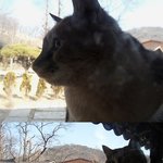 ★고양이의 돋는 미친존재감★ ....<b>침샘</b>폭발
