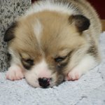 내가 바로 영국 왕실 견 <b>웰시</b>코기다!