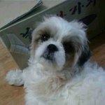 강아지 미용의 중요성
