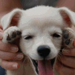 ♥♡쵸<b>코볼</b>뷰티의 댓글놀이♥♡