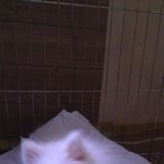 [개★판] 명품 멍멍이, <b>샤넬</b>이를 소개합니다.