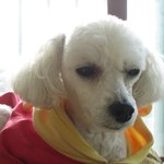 ★★(개판,사진有)우리집 <b>개의</b> 만행들을 소개합니다★★