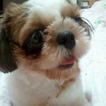 우리집 옹이는 커피머신 사고부터 커피중독!