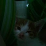 ★★★사진有)우리집 길냥이2★★★
