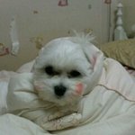 ♥♥♥(<b>개판</b>★) 말티즈 쪼꼬의 변천사♥♥♥♥