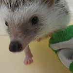 ★★★흔한여고생과 흔하지않은 고슴도치★★★