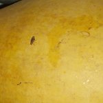 ☆★☆[혐호]우리집에 벌레가 <b>느무</b> 마늠[사진 온有]☆★☆