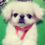 ★★볼수록 아련한 페키니즈 뿡이★★