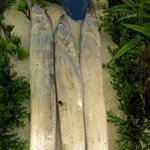 사진有)흔한 예비대학생의 마트 <b>수산물</b>코너 일상놀이 6 반응좋으면...