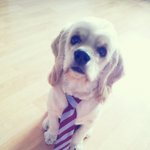 ★★[개판]★우리집의 유일한 아들 민구를 소개합니다★★