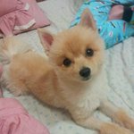 ★<b>성깔</b>있는 기염둥이 강아지판★