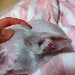 (사진 有) 개 미용하다 귀찢어놓고 되려 쌍욕해대는 애견마트 주인