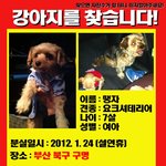 부산사시는분들 꼭 봐주세요..개를 잃어버렸어요....