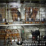 ★충격)우리가 입양하는 강아지들의 <b>출처</b>공개★