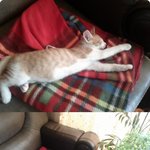 사진有,)잘때만큼은 <b>천사</b>고양이 달이를 소개합니다! (귀여움주의)