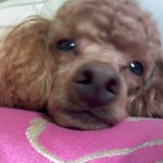 ★★★(사진有)우리<b>집</b>객<b>끼</b>루이를소개합니당★★★(조성민추천제목)