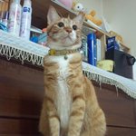 ★(사진有) 우리집 개냥이들을 소개합니다★