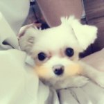 사진有)☆★☆★조그만 강아지의 대반란★☆★☆