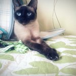 ★★★하는짓이너무귀여운우리<b>집고양이</b>를소개합니다(스압주의)★★★