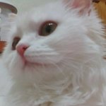 ★★★제가 모시고 있는 고양이님을 소개합니다^ㅇ^★★★