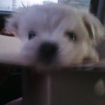 ★★★★개판★★★★우리집막내를소개합니다★★★★