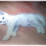 우리집 고냥이~"냥꼬"의 출산기