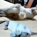 [동물판 ]우리돼끼 <b>보리</b>를 소개합니다:-d