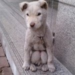뭔가 웃긴 <b>포즈</b>의 강아지들