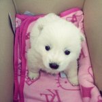 ★★★★★★(사진有) 우리thㅔ찌를 소개합니다^3^★★★★★★