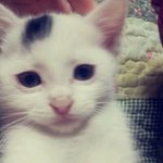 ★★사진有有★★오늘로 69일된 우리집 고양이!!♥♥