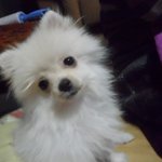 ★★★사진有)내 충전기마저 물어뜯는  우리집막내★★★