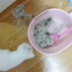 ★★★(사진有느님)우리집 <b>망나니</b>를 소개합니다2★★★